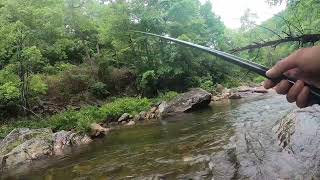 Ep. 4 Keiryu Fishing for large brown trout in the rain! Pisgah National Forest - Tenkara