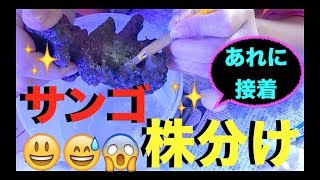 マメスナ、スターポリプをアレに株分け❗️活着させる❗️my marin aquarium MOAMOAちゃんねる