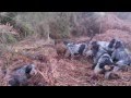 CACHORROS DE 3 MESES, GRIFFON AZUL INICIANDOSE AL JABALI