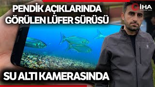 Pendik’te Dalış Yapan Dalgıç Lüfer Sürüsü İle Karşılaştı