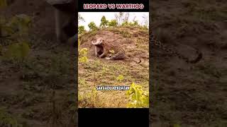 Macan tutul sampai kewalahan saat adu kekuatan dengan warthog