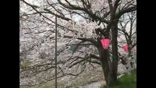 ２０１２年４月１７日「美波羅川の千本桜」満開！！かなり自慢です＾＾