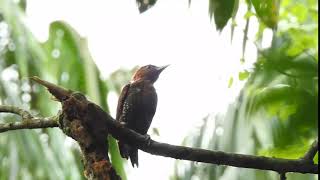 Banded Woodpecker (Lower Peirce)