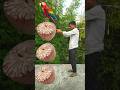 Rounding cut betelnuts to Duck, Peacock, Pigeon & Parrot - Birds names magic video #funny #shorts