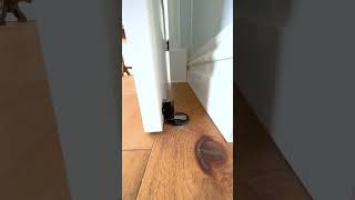 Magnetic Door Stop and Hold - What Do You Think #shorts