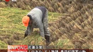 倒伏稻收割不易 阿美族農民鼻酸 20111212