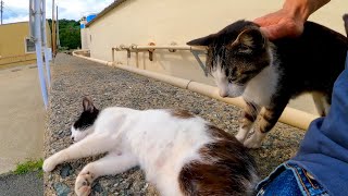 猫島から帰りのフェリー乗り場に行くと猫たちが見送りに来てくれた