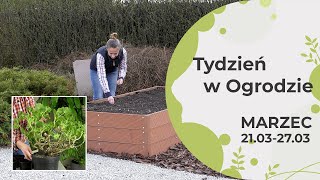 Marzec w ogrodzie. Kalendarz ogrodnika na 21.03 - 27.03. Prace ogrodnicze w marcu