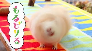 まぁるいモルモットの可愛いモルドリル　cute guineapig