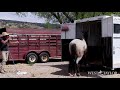 Using Science to Trailer load a very slow cautious Mustang. Dopamine and Serotonin hard at work!