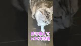 玄関で飼い主を待っていた大型猫#メインクーンのオス #shorts