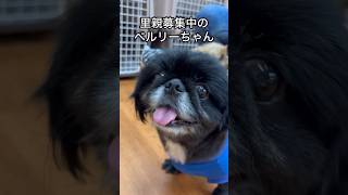 保護犬パーク長居店さんで、里親募集中のベルリーちゃんPart1#ペキニーズ#保護犬#dog