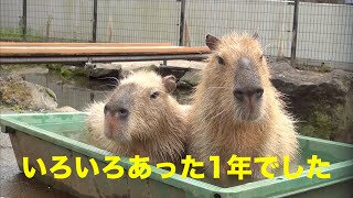 いろいろあった2023年でした　大宮公園のカピバラたち