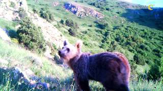 Brown bear cubs in CWR / Գորշ արջի  ձագեր Կովկասյան կենսաբազմազանության ապաստարանում