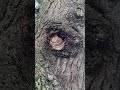 bees on trees moment in nature shorts