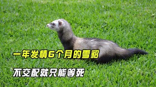 If you don't mate, you can only wait to die. Ferrets who are in estrus for six months a year,