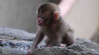 A Mother's Unseen Lesson: The Startling Truth About baby Monkey Parenting in the Wild. / monpai mony