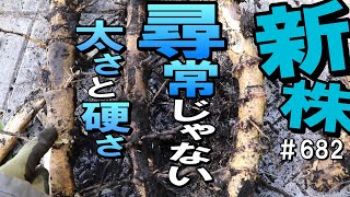 新しい株どれもデカい…地下茎も太すぎて切れません…