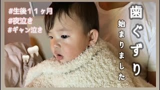 【生後11ヶ月】歯ぐずり始まりました /夜泣き