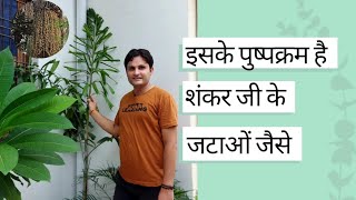 Fishtail palm care in pot 🌴 शंकरजटा पाम को कैसे लगाए।  Caryota urens