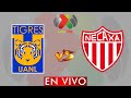 TIGRES VS NECAXA EN VIVO - LIGA BBVA MX APERTURA 2024 -  DONDE VER EN VIVO