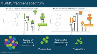 Reading and understanding mass spectra - Episode 2 | Introduction to LC-MS