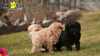 Adorable Pomapoo Puppies