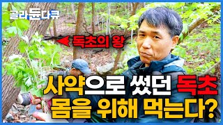 과거엔 죽음의 꽃, 현재는 약재로 쓰일 수도 있는 치명적인 아름다움의 '투구꽃'?｜약이 되는 독초들｜극한직업｜#골라듄다큐