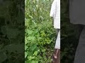 Iddi yahaya na mzee yahaya wakikaguwa shamba