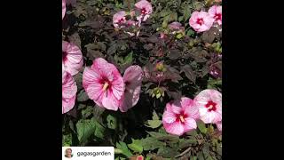 Summerific ‘Perfect Storm’ Hibiscus