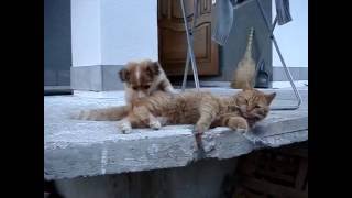 Dog and cat relationships / Відносини собаки і кота