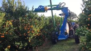 Podadeiras para poda de citrus(1)