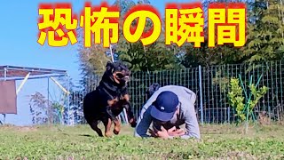 【緊急対処方法】もし愛犬と散歩中に犬に襲われたら、、、