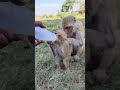 tum itne cute kyun ho 🥰🐵🍼 trending song bandar monkeyvideo monkey 0957