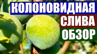 Колоновидная слива. Уход за колоновидной сливой. Колоновидные сливы сорта. Обзор 4 моих слив.