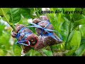 ✅How to grow lemon air layering || growing lemon tree from air layering