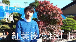 紅葉後に何をしたら良いの ? [紅葉・楓・雑木盆栽]