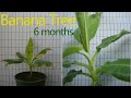 Growing Banana Tree Time lapse  180 days