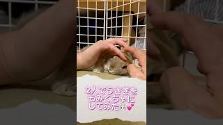 もみくちゃにされても逃げないうさぎ。　#rabbit #bunny #cute #pet #うさぎ #ネザーランドドワーフ #animal #かわいいうさぎ #かわいい