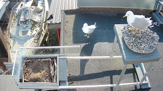 220417 seagull nest, some more magpie relations