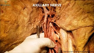 The Axillary Nerve dissection - Human Anatomy Cadaveric Dissection Videos