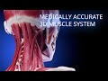 Medically accurate muscular system 3d model