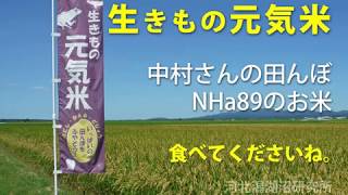 生きもの元気米　中村さんの田んぼNHa89の紹介