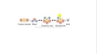 CO2 system carbonic acid bicarbonate biochemistry