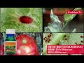 লাল মাকড় ধ্বংস করার 5 টি বেস্ট উপায় red spider mites the end