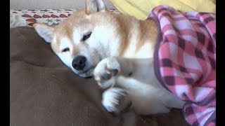 お風呂に入れられた後の柴犬　           　   　　 　 shiba inu かわいい柴犬動画