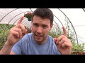 secrets to rooting petunias propagating petunia cuttings with peat moss petunia garden tips