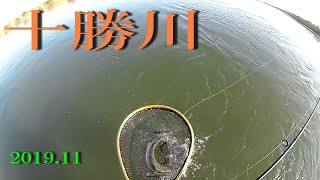 十勝川釣行ＤＡＹ３　やっとアメマスが釣れた！　Ｔｒｏｕｔ　Ｌｕｒｅ　Ｆｉｓｈｉｎｇ　Ｈｏｋｋａｉｄｏ　Ｊａｐａｎ