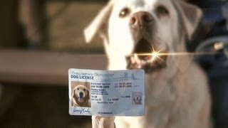 "Dog License PSA" | Genesee County Michigan