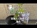 with subtitles. let s grow kiwi in a pot on the balcony. 1 seedling purchase and potted. october.